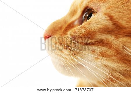 Cat's muzzle isolated on white