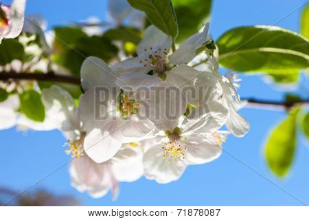 Apple Tree Flowers Against The Blue Sky Background