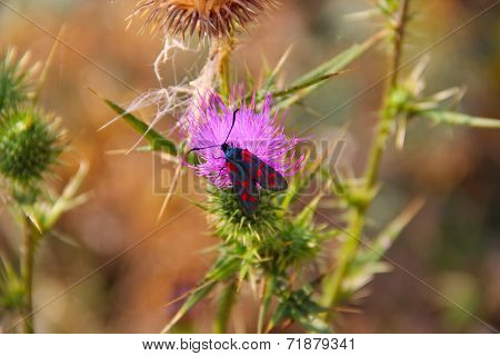 Spotted Butterfly On A Purple Thistle Flower