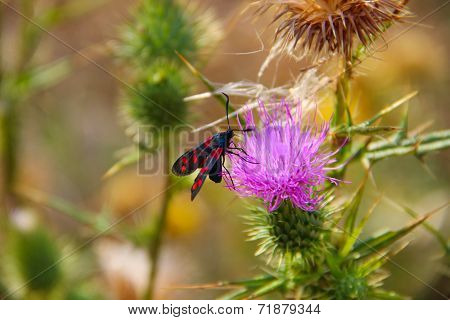 Spotted Butterfly On A Purple Thistle Flower