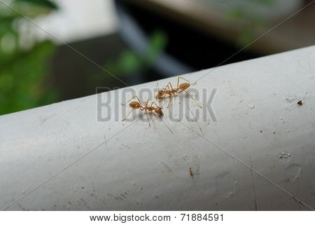 Ants