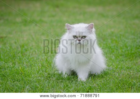 White Persian Cat Sitting