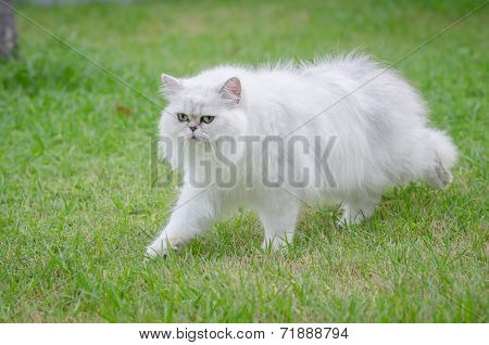 White Persian Cat Walking