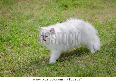 White Persian Cat Walking