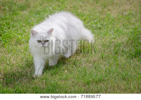 White Persian Cat Walking