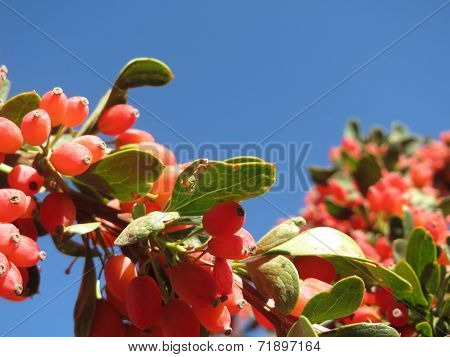 Barberry