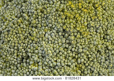 Green Broccoli Macro Texture