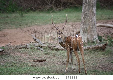 Chital-på alerten!