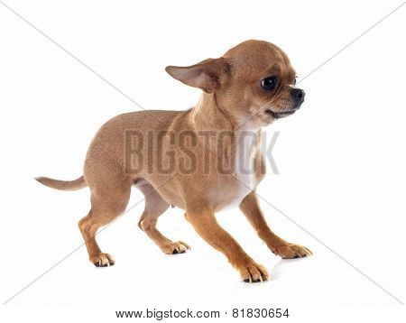 Chihuahua