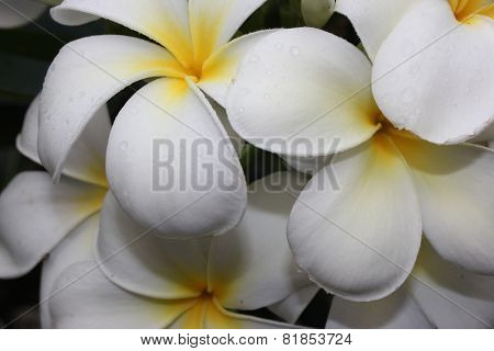 Beautiful White Plumeria Frangipani