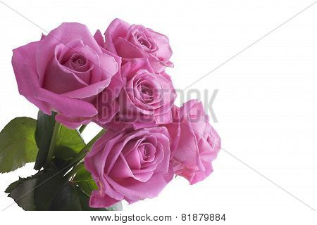 Pink Roses