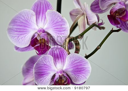 orchidej