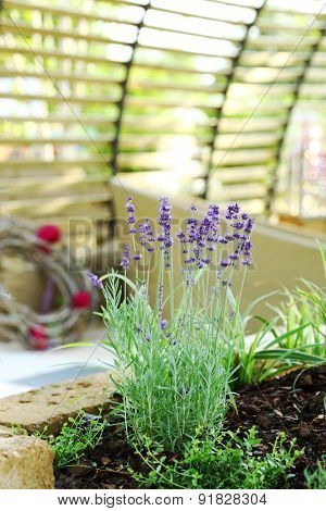 Detail of lavender plant in patio