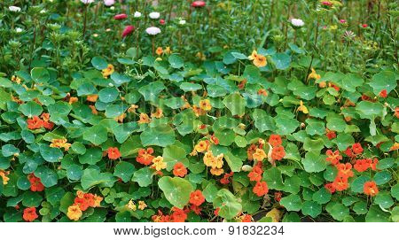 Nasturtium