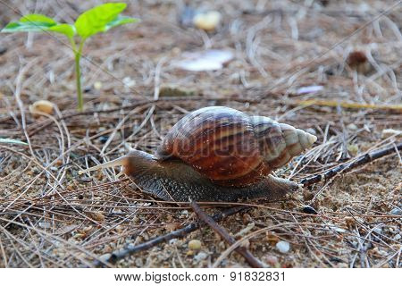 Snail on The Beach