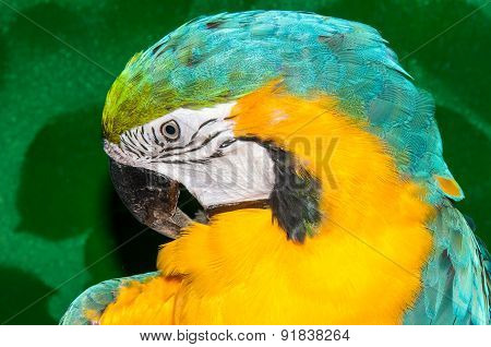 Blue-and-yellow Macaw Or Ara Ararauna