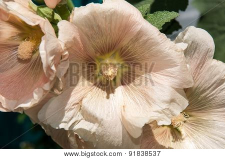 Mallow Flower Of Cream Colour