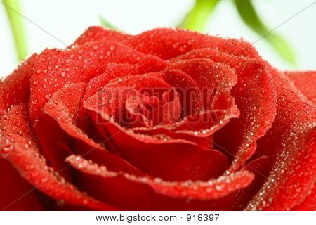 Rosa vermelha