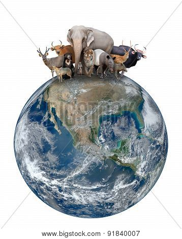 Group Of Asia Animal With Planet Earth