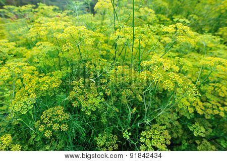 Fennel (Foeniculum vulgare) in growth at garden