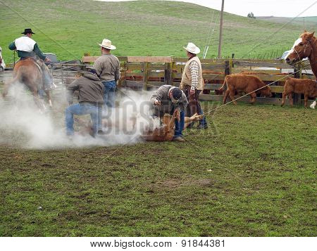 Branding Cows