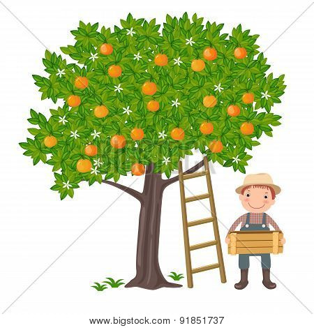 Boy picking oranges