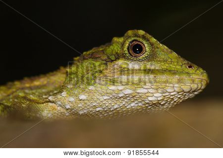 Small lizard, reptile in the wood