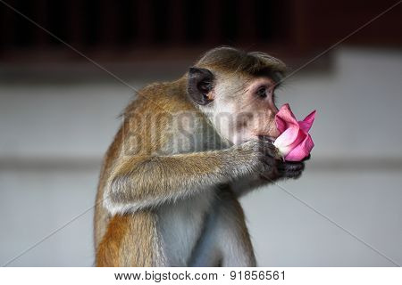 A macaque; a rhesus monkey