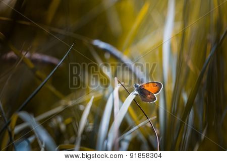 Beautiful Butterfly Sitting On Grass Leaf