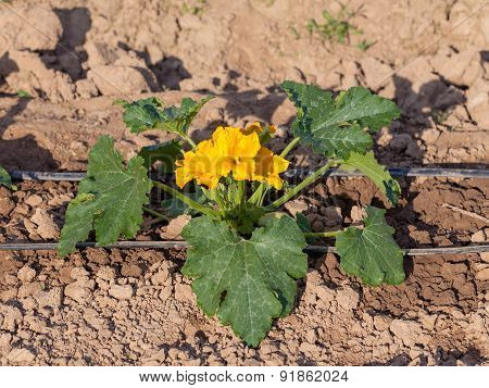 Zucchini Plant In Blossom On Cultivated Soil