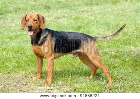 The Portrait Of Serbian Hound On The Green Grass Lawn