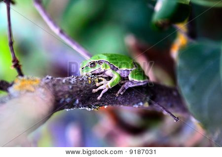 Raganella verde