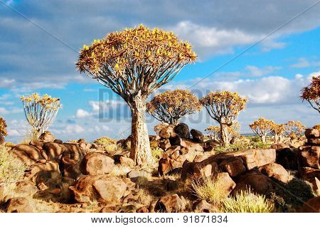 Quiver tree forest. Kokerbooms in Namibia, Africa. African nature
