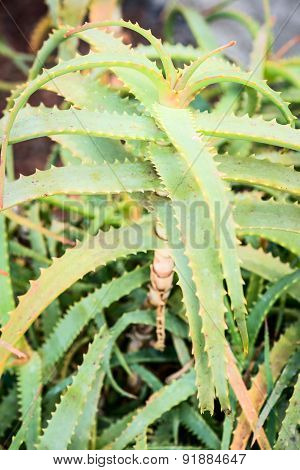 Aloe arborescens plant leaves