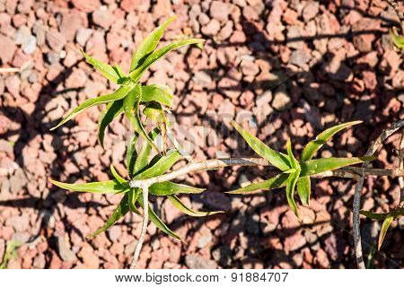 Aloe ciliaris plant leaves