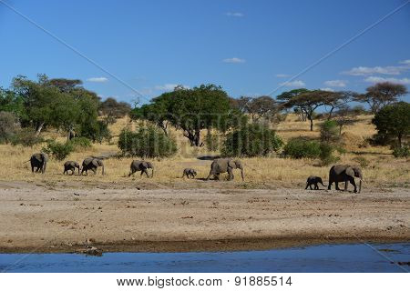Elephants walking in a river bed