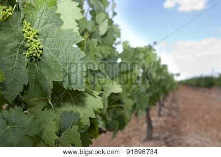 First Green Grapes