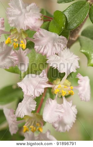 Barbados Cherry (malpighia Oxycocca) Flowers