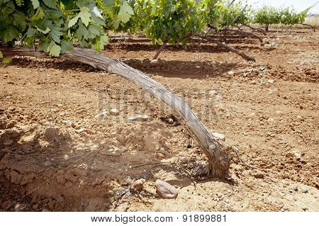 Vines Plantation Roots