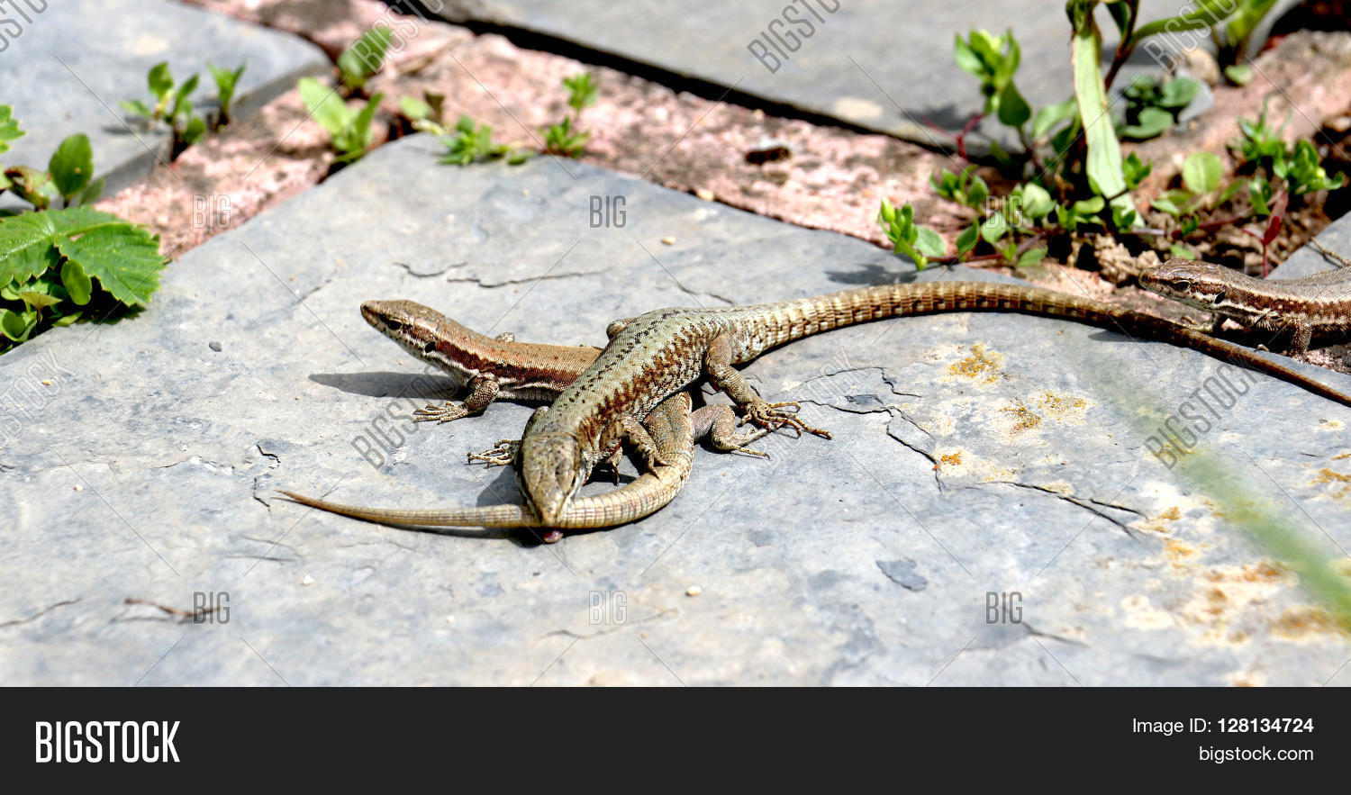 Picture Lizard Eat Image & Photo (Free Trial) Bigstock