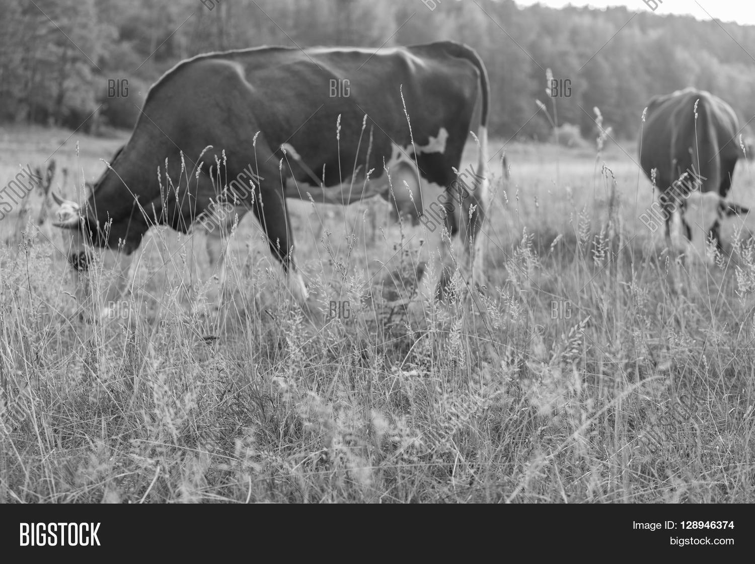 Livestock Pasture. Image & Photo (Free Trial) | Bigstock
