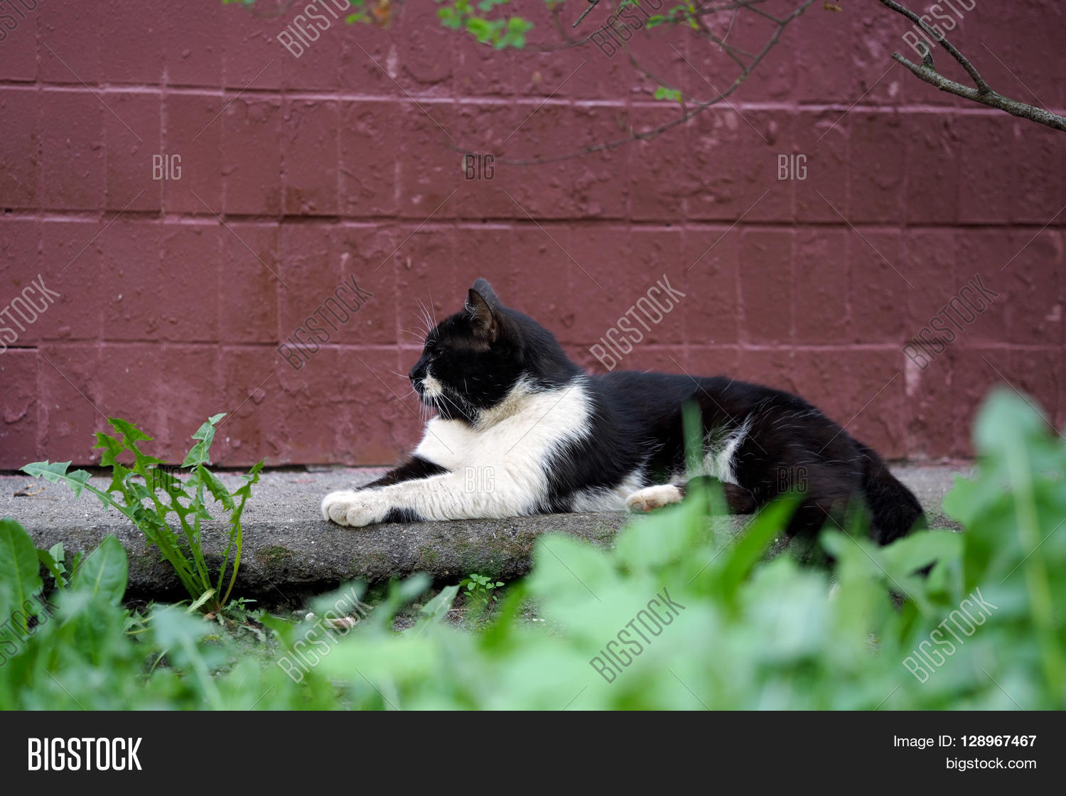 Street Cat Sitting On Image & Photo (Free Trial) | Bigstock