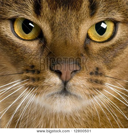 close up of ein Abessinischer (9 Monate alt)