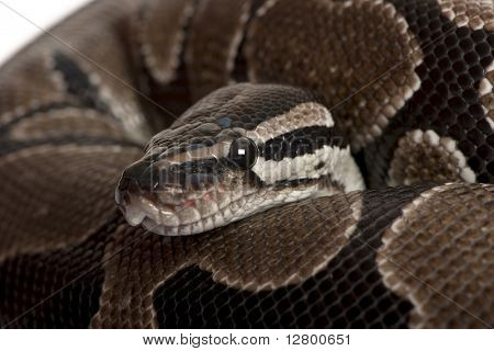 Close-up di serpente di Python regius