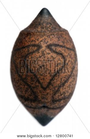 Egg of Haaniella saussurei, stick insects, phasmatodea, against white background