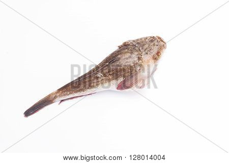 Stargazer fish isolated on white - orizontal image
