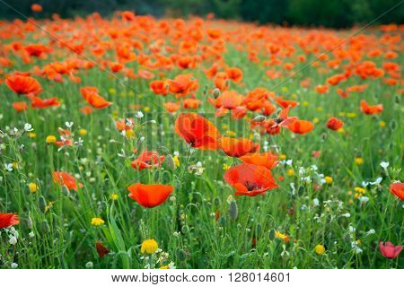 Meadow of bright poppies in spring morning. Cyprus.
