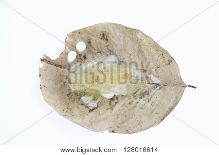 Close Up of worm cocoons nests in leaves isolate on white.