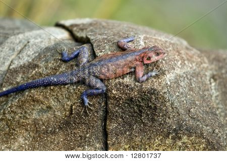 Rødhårede Rock Agama, Tanzania, Afrika