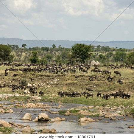Mandria di GNU dal fiume Mara, Tanzania, Africa